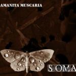 Amanita Muscaria – Soma